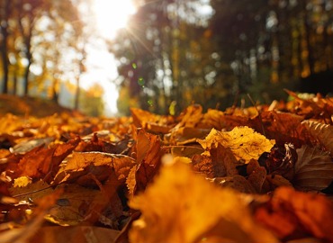 indian-summer-3951083_640.jpg