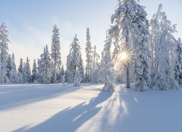 trees-g4a22ac2aa_1920.jpg